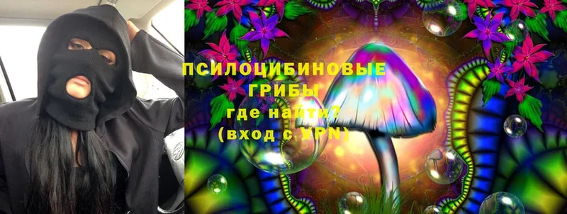 Псилоцибиновые грибы Cubensis  Белебей 